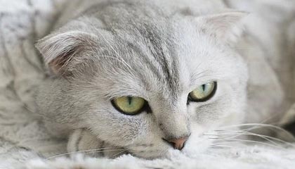 17173热门游戏榜:《无限暖暖》新版本上线 《激战2》最新DLC发布